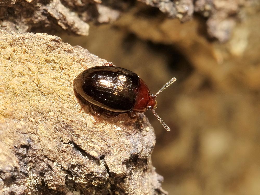 Scaphidema metallicum (Tenebrionidae)
